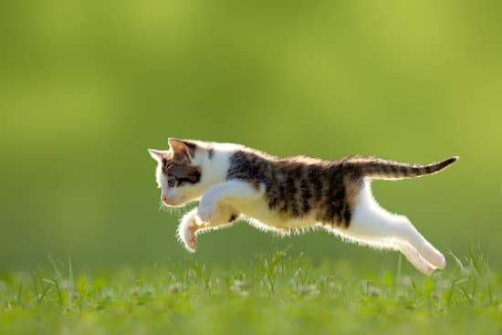 How high can cats jump? Do Cats Really Jump Higher Than Dogs?
