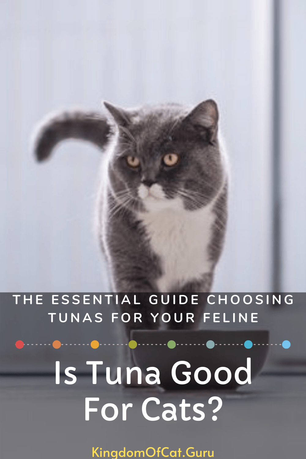 Is tuna good for cats?