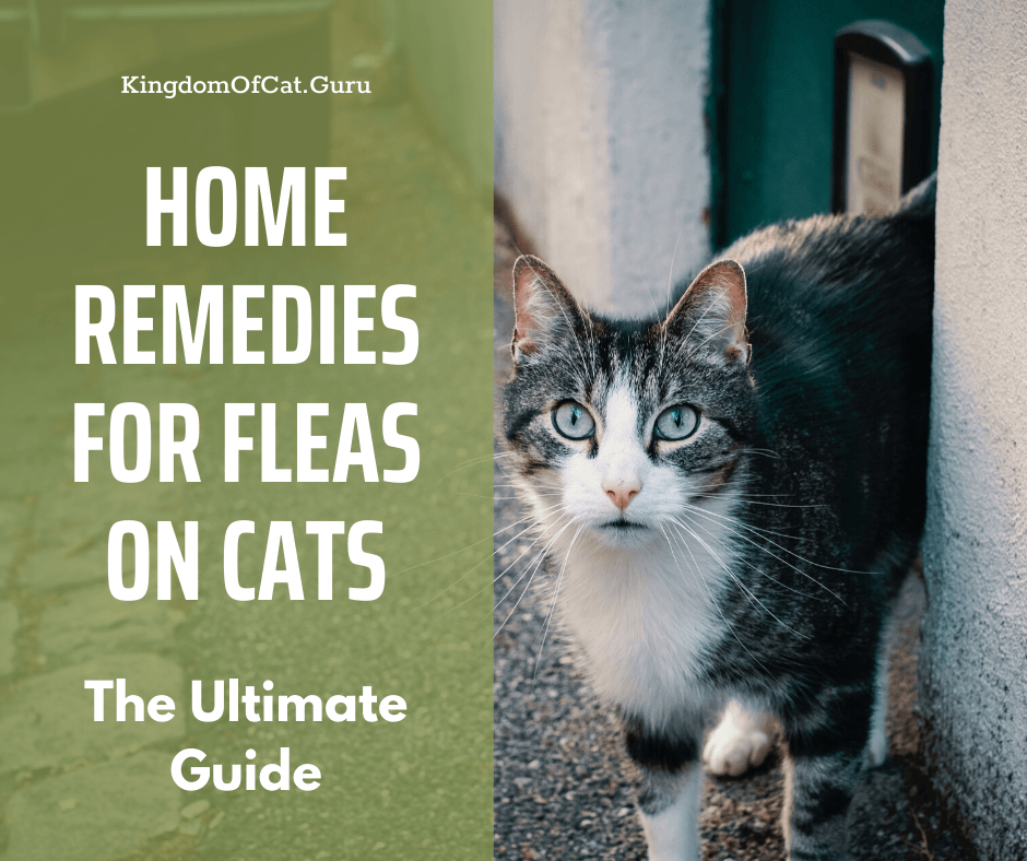 Home Remedies for Fleas on Cats (Simple and Easy)