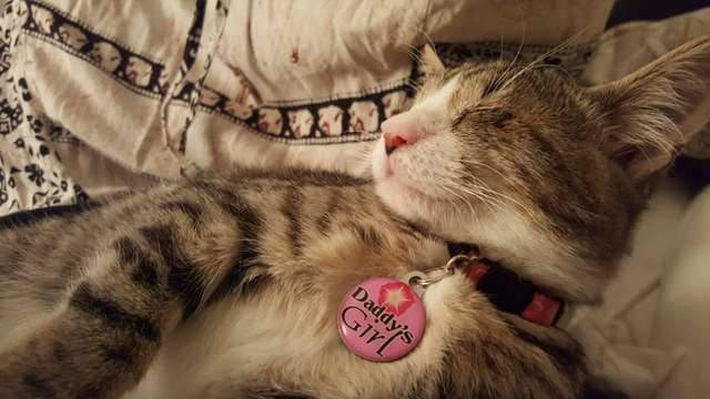 Blind Abandoned Kitten Can’t Stop Hugging Her New Dad After Being Adopted