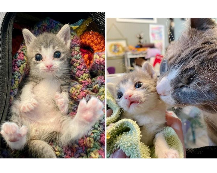 Palm-sized Kitten Learns to Sit and Stand Again with Support from Cats Around Him