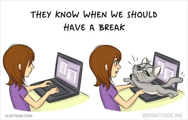 9 Reasons To Adopt A Cat Right Meow