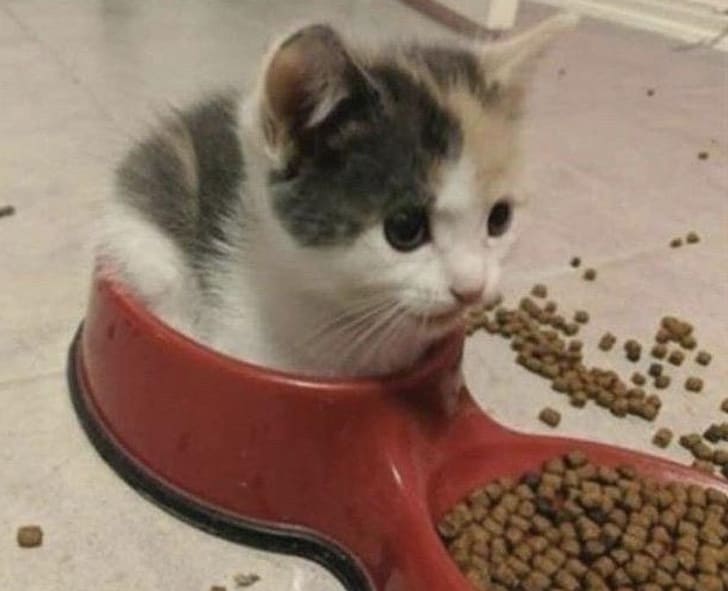20 Cats Who Need To Check And Reset Their Settings
