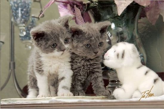30 Poodle Cats Will Capture Your Heart Right Away