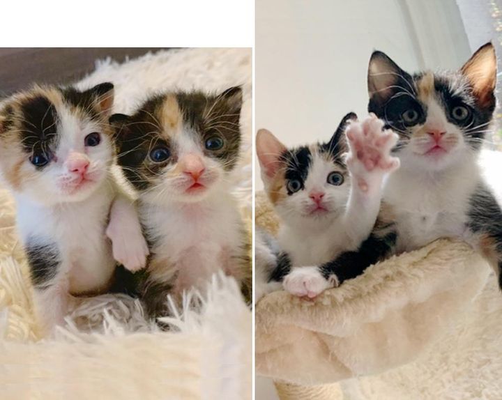 Kittens Found Near Road, Stay Together and Share Special Bond from Day One