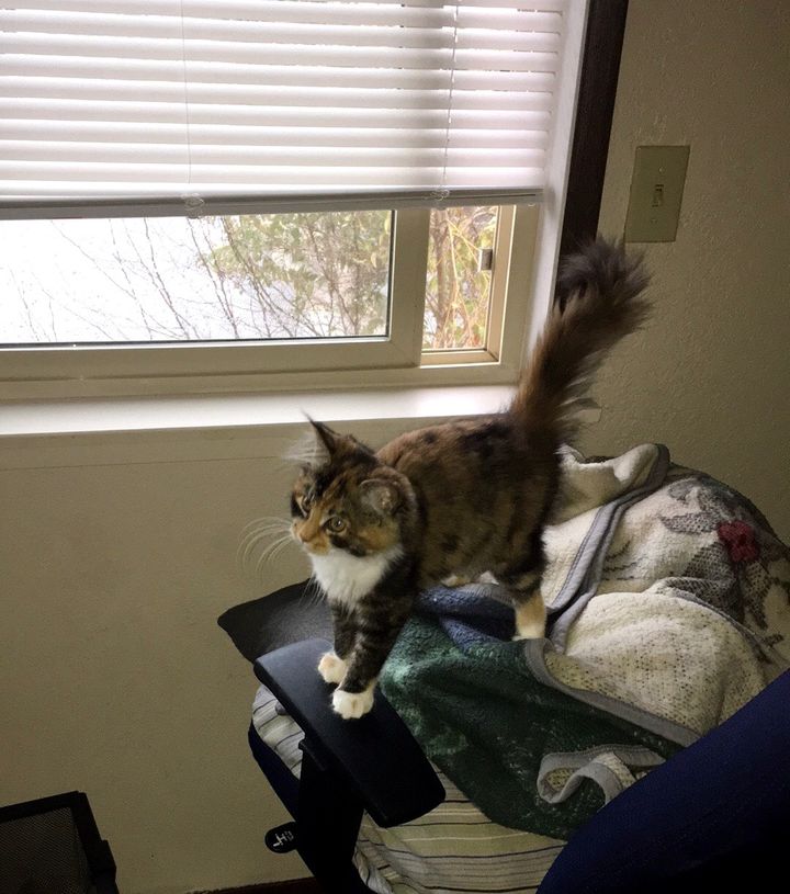 Stray Kitten Walks into Man's Apartment and Decides to Stay and Change His Life