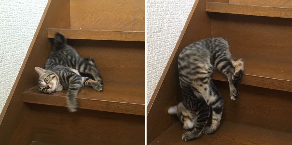 15+ Animals Who Were Caught In Bad And Awkward Moments