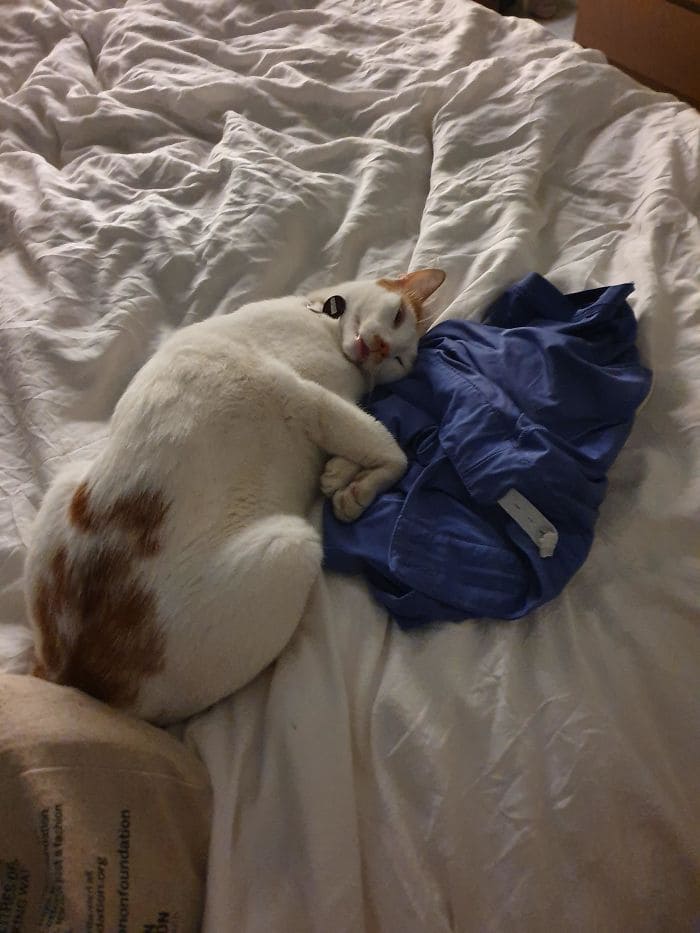 24 Times Pets Nearly Gave Their Humans A Heart Attack