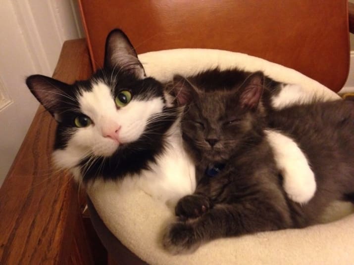 24 Cats That Are So Big It's Like Having A Tiger
