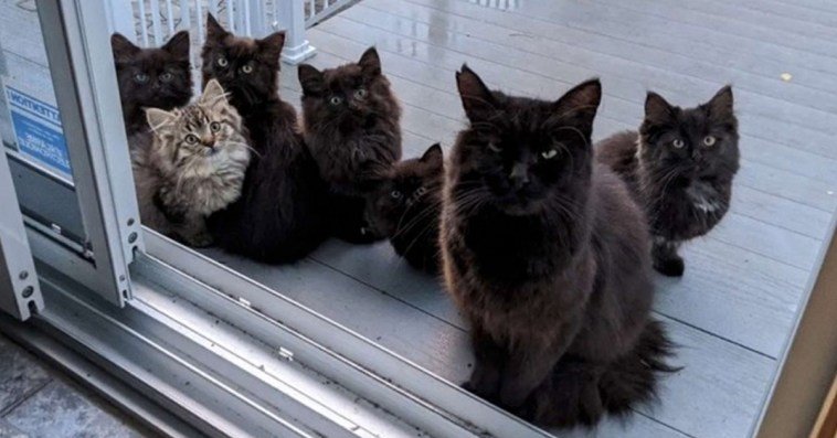 Fun and Cute Catto Videos vs Images Will Cheer You Up #142