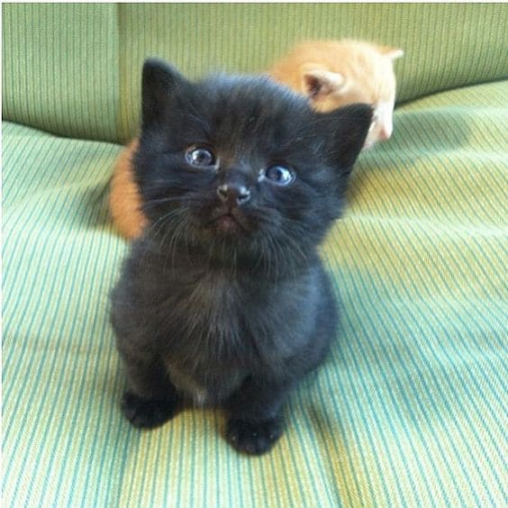 19 Photos That Prove Black Cats Are Awesome Creatures