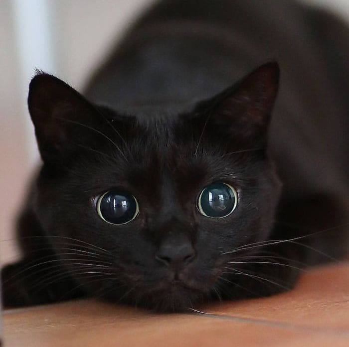 16 Pictures Showing That Scary Panthers Are Simply Oversized Cute Black Cats
