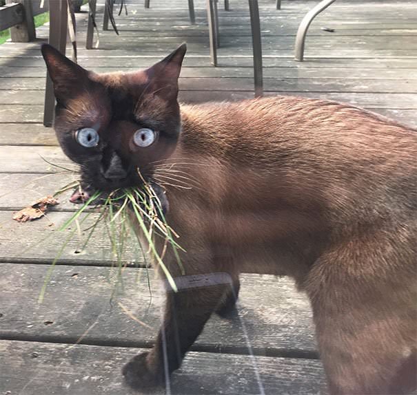 31 Of The Cats That Bring Unexpected Gifts For Their Humans