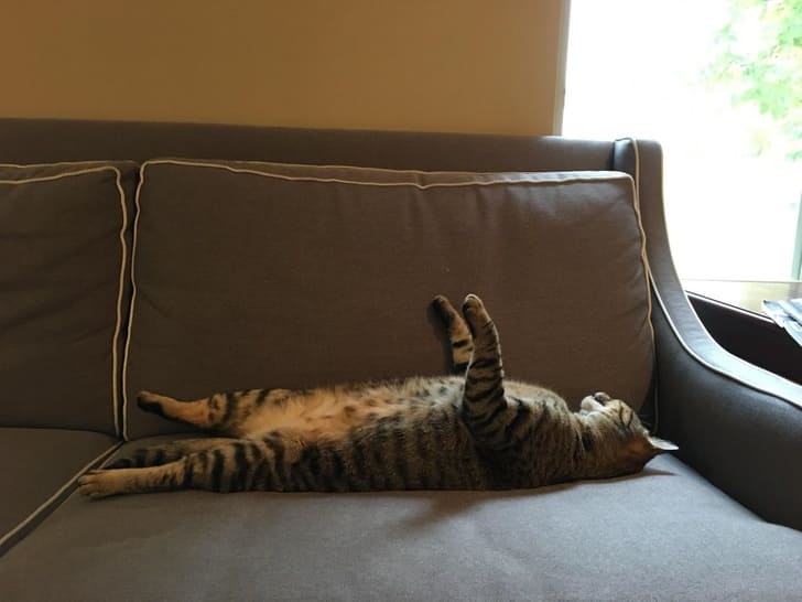 20 Photos of Napping Cats That Will Make Your Day Brighter