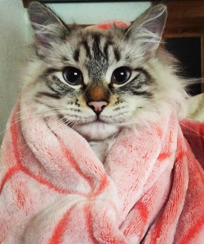 37 Times Cats Cracked Us Up