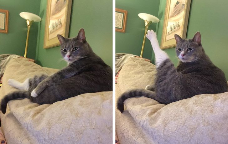 16 Cats That Are Just Too Cool For This Ordinary World