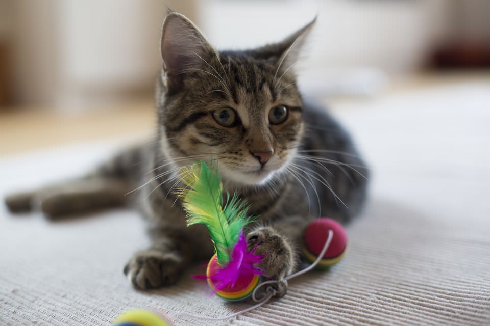 10 Ways to Make Your Cat Love You!