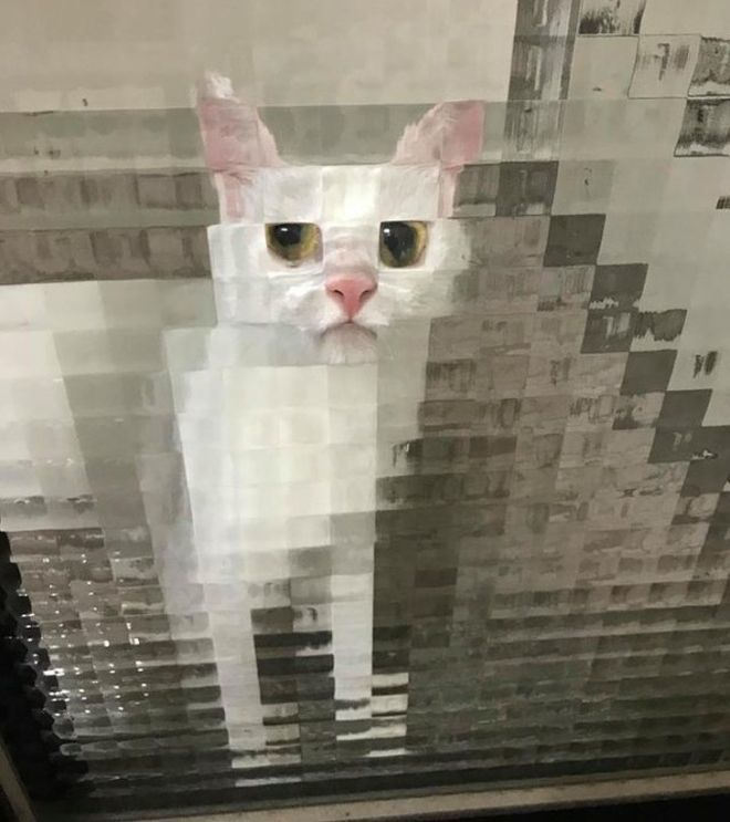 Fun and Cute Catto Videos vs Images Will Cheer You Up #140