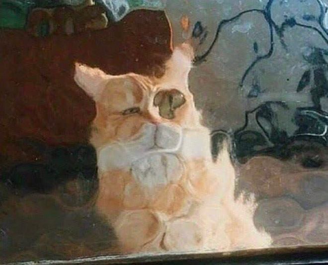 Fun and Cute Catto Videos vs Images Will Cheer You Up #149