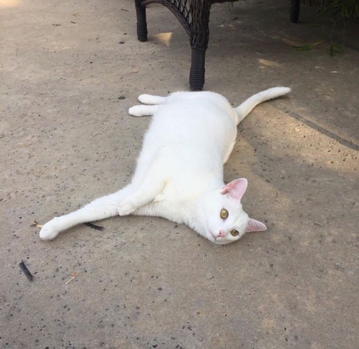 Cat Brings Her Kittens to Man Who Helped Her and Gave Her Food - She Won’t Let Him Go.