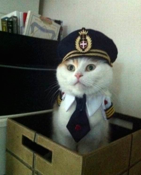 Fun and Cute Catto Videos vs Images Will Cheer You Up #176