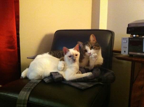 20 Cats Ready For Valentine’s Day 2021