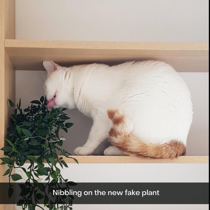 21 Times Cat Owners Realised That Cats And Plants Can’t Live Together