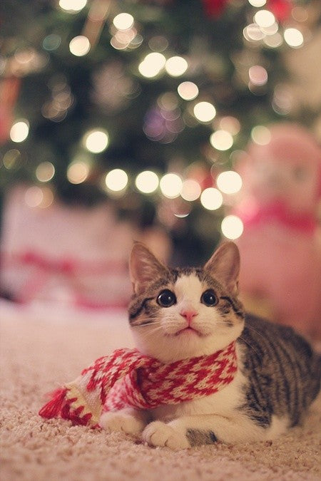 21 Cats That Are Ready For The Holidays