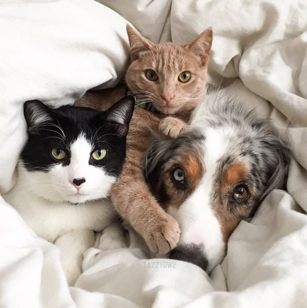 29 Pics Proving That Cats And Dogs Can Be Best Friends