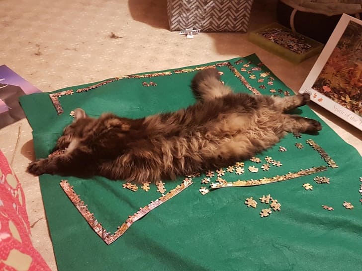 25 Cats and Pets Who Have A Passion For Disobeying Their Owners