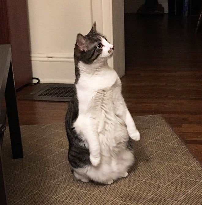 Fun and Cute Catto Videos vs Images Will Cheer You Up #150