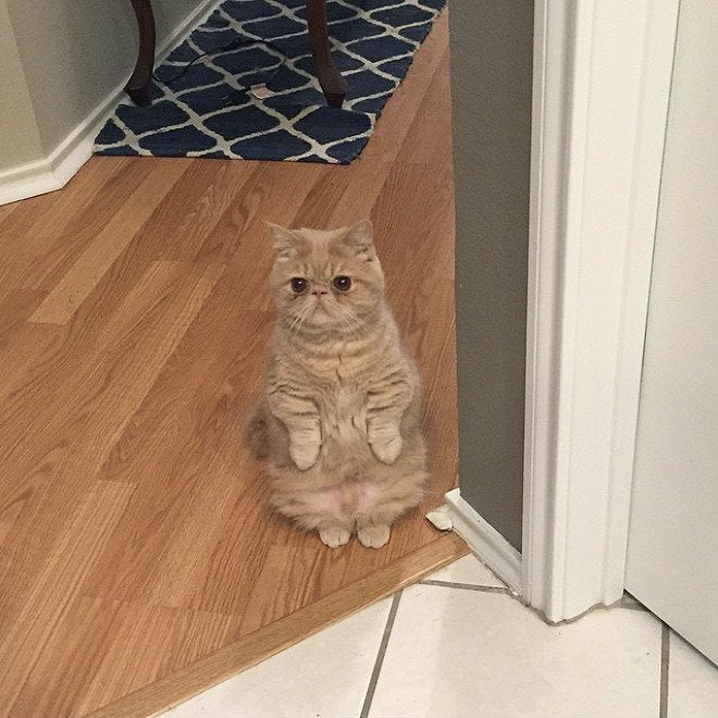 Fun and Cute Catto Videos vs Images Will Cheer You Up #138