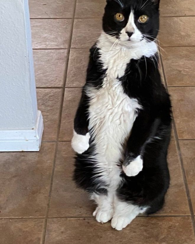 Fun and Cute Catto Videos vs Images Will Cheer You Up #136