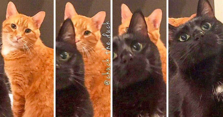 Cats Who Nail Human Reactions To Everyday Situations….Hilarious!