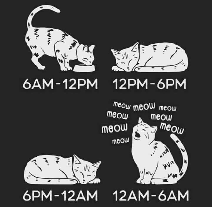 Looking for cat memes? We have right here, will make your day better (We will update everyday)