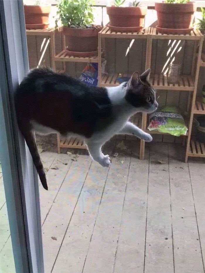 Fun and Cute Catto Videos vs Images Will Cheer You Up #154