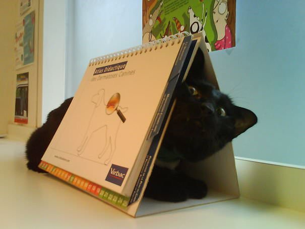 30 Pictures Showing Cats Who Does Not Enjoy Vet Visits Will Make You Day