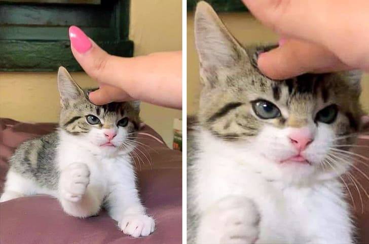 These Shameless Cats Believe That They Are The True Kings Of The World