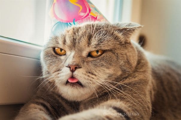 Meet Melissa, The Cute Scottish Fold Cat Who Is Really Grumpy