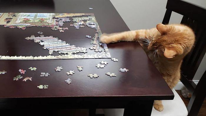 Photos That Prove Cats Will Do Everything In Their Power To Stop You From Finishing Your Puzzle