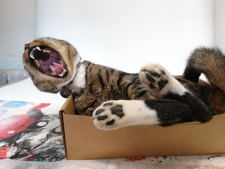 24 Photos That Perfectly Show What Life With Cats Is Really Like