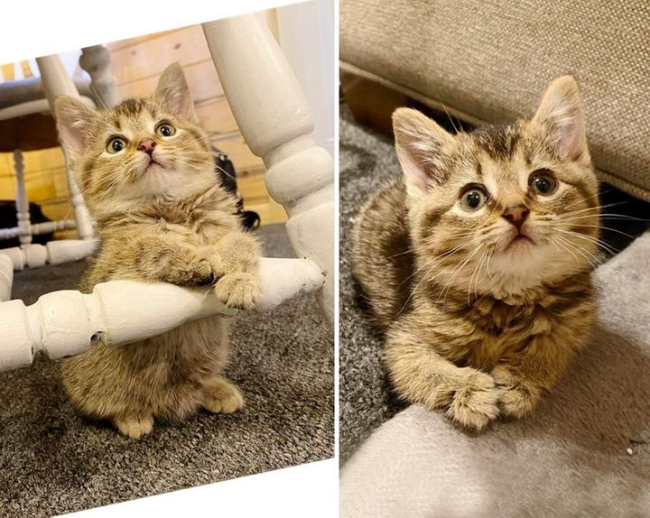 Kitten with Bent Paws Found on Farm with Her Brother, Determined to Live Life to the Fullest