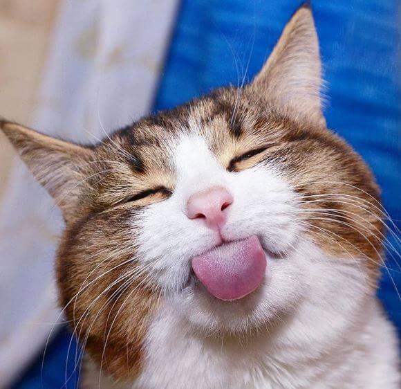 Awkward Cats Brazenly Caught by Human Paparazzi