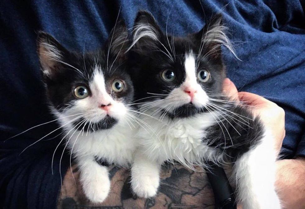 Twin Kittens Stay Together Wherever They Go After They Were Found on Farm