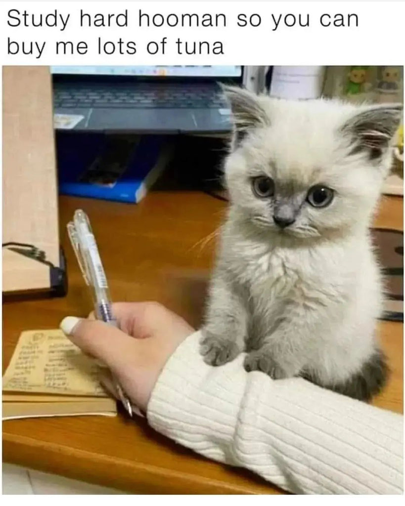 Fun and Cute Catto Videos vs Images Will Cheer You Up #7