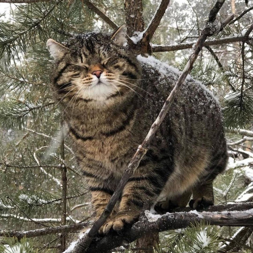 Chubby Chonky Fur Babies Videos and Pictures