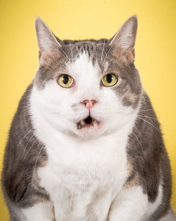 16 Photos Of Chunky Cats That Are Too Cute For Human Eyes