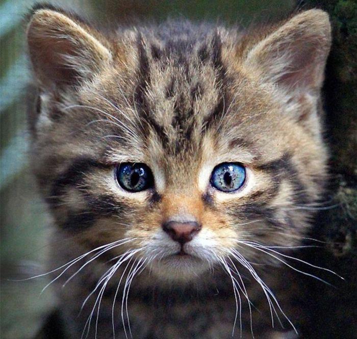 People Who Are So Obsessed With Cats That They Started Spotting Them Everywhere