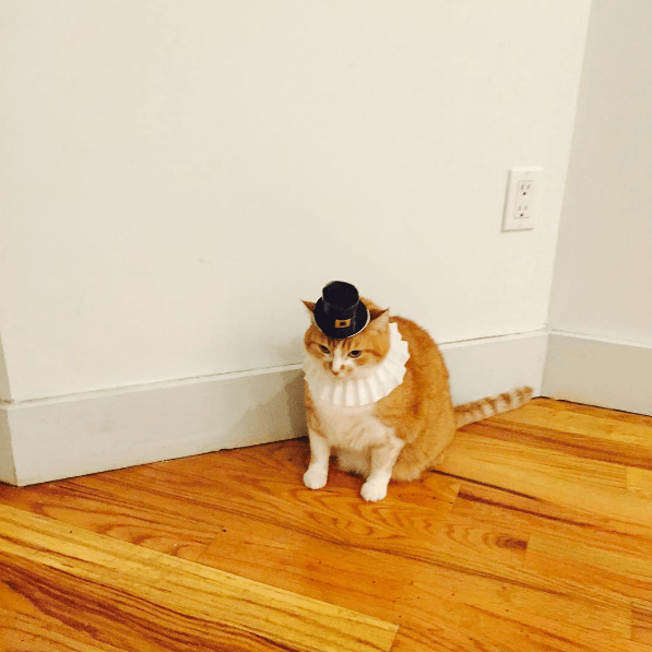 19 Cats Who Are So Done With Humans