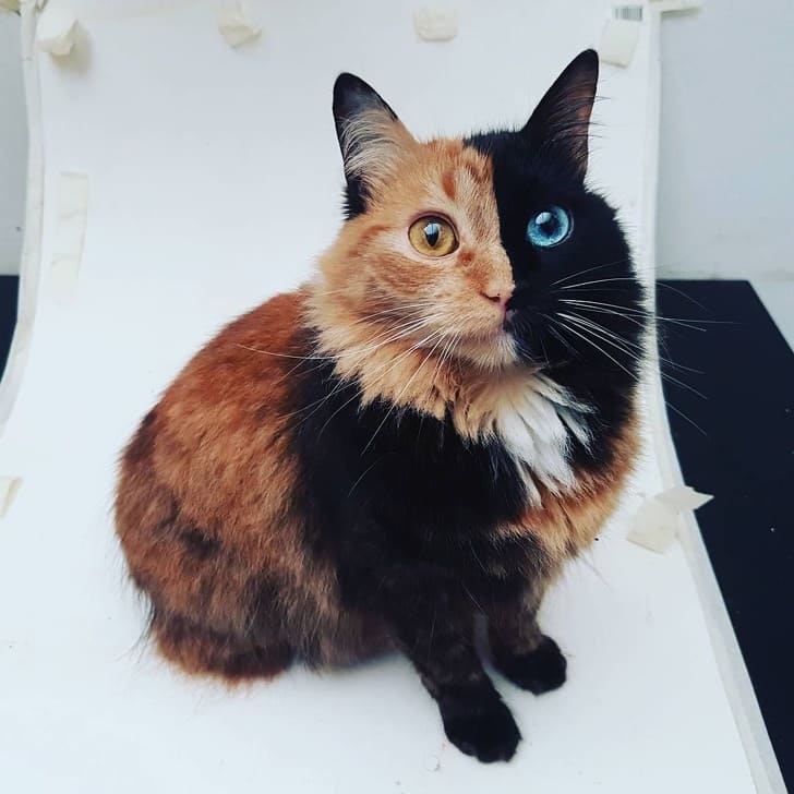 27 Cat Photos You Won’t Believe Are Not Photoshopped